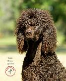 Irish Water Spaniel 9R032D-363